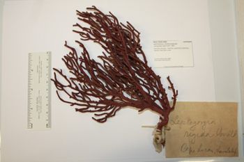 Media type: image;   Invertebrate Zoology CNID-4059 Description: Live specimen.;
